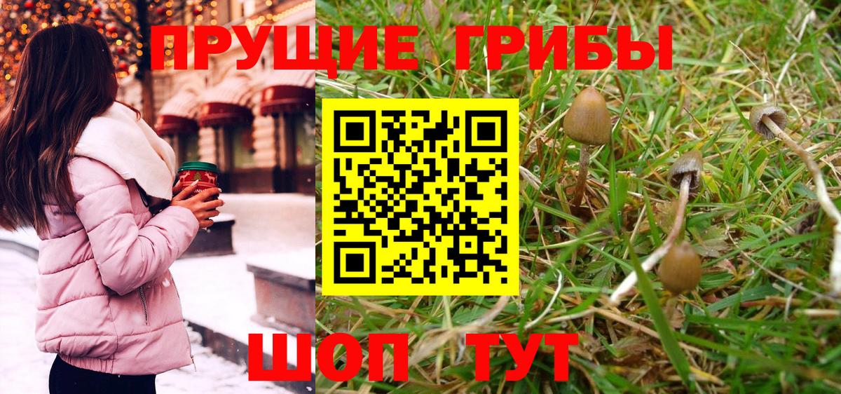 купить закладку  Галлюциногенные грибы Magic Shrooms  Псилоцибиновые грибы GOLDEN TEACHER  Вход с VPN  Кизляр 